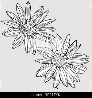 Monochrome detailed illustration of two large gerberas with intricate petal and center patterns against, showing fine line artistry. Stock Vector