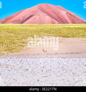 Minimalist desert landscape with lone vicuña in front of colorful volcanic hill in the Argentine Puna, Argentina. Stock Photo