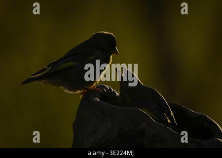 Silhouetted European greenfinch perched on a branch with a blurred natural background. Krootuse, Polva, Estonia Stock Photo