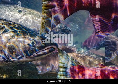 Salmon traffic, colorful salmon swimming underwater with shimmering light patterns on their scales. Alaska, USA Stock Photo