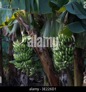 Lush green banana trees with unripe bunches in a tropical plantation. Todos Santos, Mexico Stock Photo