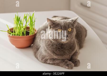 Gray British Shorthair cat lying next to a pot of fresh green cat grass on a table. Domestic animal relaxing at home. Pet care, feline health and natu Stock Photo