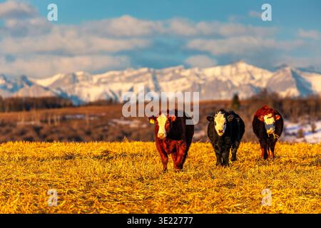 Three cows stand on a golden field with snow-capped mountains in the background. Close to Calgary, Canada Stock Photo