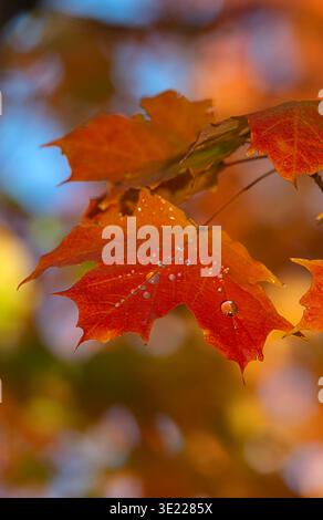 Close-up of vibrant orange autumn leaves with water droplets on them. Central Park, New York City, USA Stock Photo