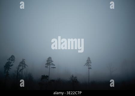 Misty forest with silhouettes of sparse trees against a foggy, pale blue sky. Brussels, Belgium Stock Photo
