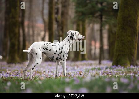 Dalmatian Dog Standing in Forest Covered with Crocus Flowers: Dalmatian posing among blooming crocuses in soft natural light. Stock Photo