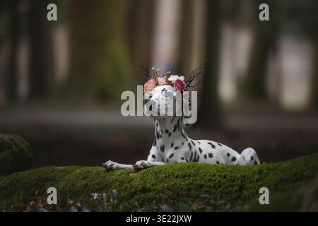 Dalmatian Dog Wearing Flower Crown Lying on Moss in Forest Stock Photo