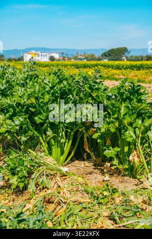 lush green celery plants rise from dry cultivated soil, their thick stalks and fresh leaves illuminated by bright sun in an open agricultural field Stock Photo
