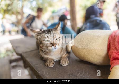 A relaxed tabby cat resting comfortably on wooden picnic table outdoors during daylight with sleepy expression while blurred crowd gathers in backgrou Stock Photo