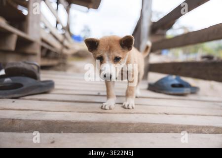 A cute little brown puppy dog standing alone on rustic wooden floor walkway expressing timid sad emotional feeling next to discarded sandals outdoors Stock Photo