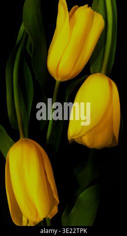 Yellow Tulips on Dark Background Elegant Spring Flowers Close Up Botanical Floral Detail, Elegant yellow tulips on dark background in soft light Close Stock Photo