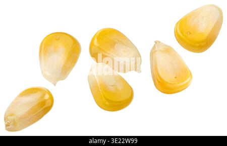 Falling corn seeds isolated on white background Stock Photo