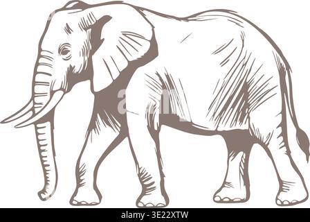 Detailed animal sketch of an elephant walking in side view with visible trunk ears and body texture. Stock Vector