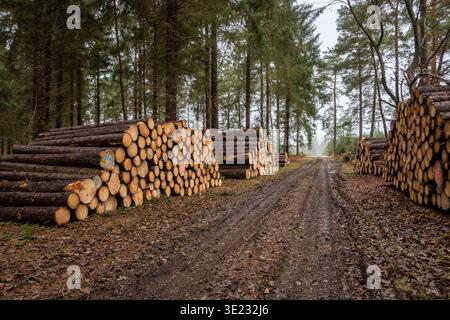 Pile of wood at the edge of a forest path in winter, in the public woodland of Roumare, near Sahurs (Normandy, northern France). Forestry company with Stock Photo