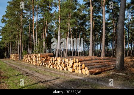 Forestry in the Roumare public forest near Saint-Pierre-de Manneville (Normandy, north of France). Logs stacked along a path, Scotch pine wood Stock Photo