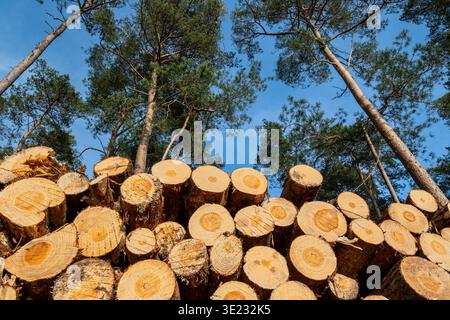 Forestry in the Roumare public forest near Saint-Pierre-de Manneville (Normandy, north of France). Logs stacked along a path, Scotch pine wood Stock Photo