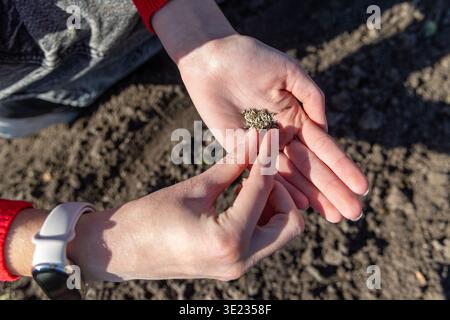 Hands holding seeds before garden sowing. Close-up of hands holding small seeds above garden soil, showing spring planting, home gardening, and Stock Photo