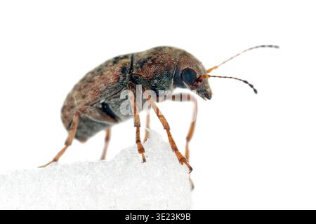 Areca nut weevil, Araeocerus, Araecerus fasciculatus. A beetle, adult specimen, viewed from the side. Isolated on a white background. Stock Photo