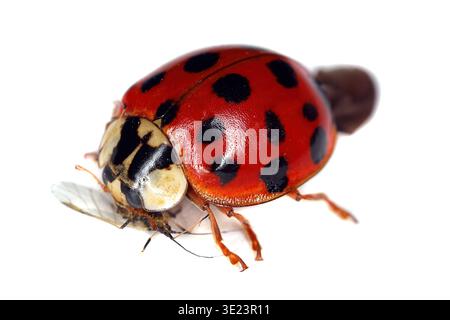 Harlequin, Asian, or multicoloured Asian lady beetle (Harmonia axyridis) Aphid eating. Isolated on a white background. Stock Photo