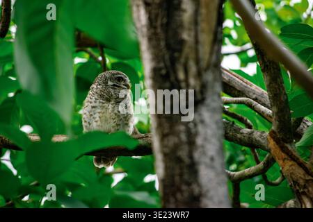A peaceful Spotted Owlet (Athene brama) rests quietly on a tree branch, partially framed by lush green leaves that create a gentle and intimate forest Stock Photo