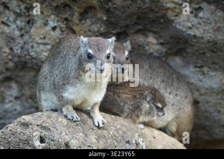 Rock hyrax, Procavia capensis, Nairobi National Park, Nairobi, Kenya Stock Photo