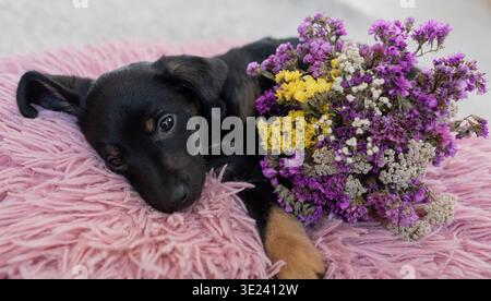 cute little black smooth-haired dog lies on a fluffy pillow next to a large colorful bouquet of flowers Stock Photo