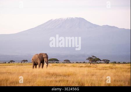 African elephant in front of Mount Kilimanjaro, Amboseli National Park, Kenya Stock Photo