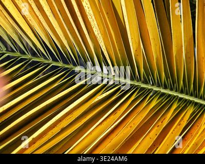 A close up view of a golden yellow palm leaf texture showing detailed geometric patterns and lines Stock Photo