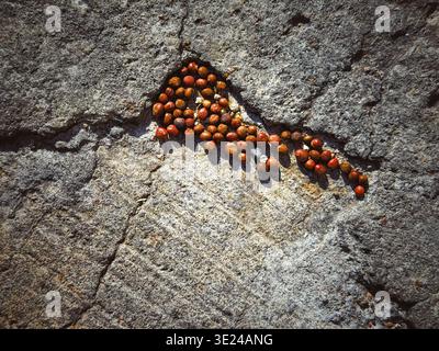 Small brown seeds gathered in a crack on a rough concrete surface Stock Photo