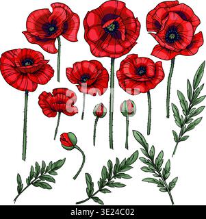 Vector set of red poppies with flowers, leaves and stems, isolated on white background Stock Vector