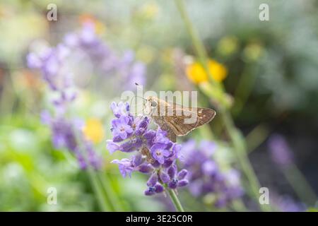 Closeup of a Skipper Butterfly on a Lavender Plant Stock Photo