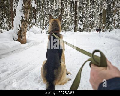 A person walks a german shepherd in a snowy forest. Two people can be seen walking ahead on the path through the trees. Stock Photo