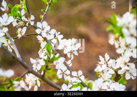 Delicate white cherry blossoms bloom on a tree branch in soft spring sunlight Stock Photo