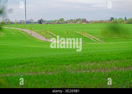 A vibrant green grassy field with young trees planted along a winding dirt path, set against a cloudy sky and distant houses in the background. Stock Photo