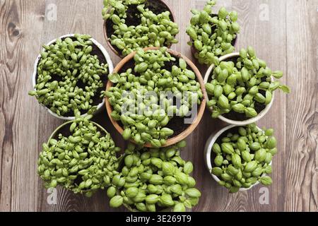 Young basil sprouts growing in pots Top view Stock Photo