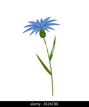 Cornflower. Blue wildflower. Centaurea cyanus. Flat vector illustration isolated on white background. Stock Vector