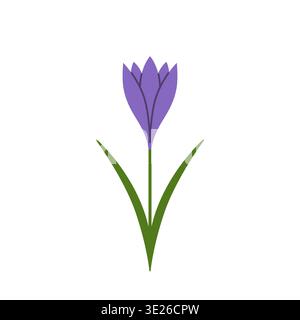 Saffron. Purple crocus. Spring flower with leaves. Flat vector illustration isolated on white background. Stock Vector