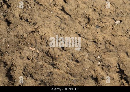 Top-down view of sandy ground dried after heavy rain and snow. Wet land after rain. Natural earth background showcases the dry, granular details of a Stock Photo