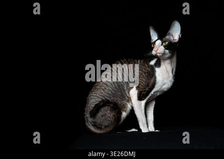 Beautiful purebred Black and White Cat breed Cornish Rex on a black background. Studio shot. Stock Photo