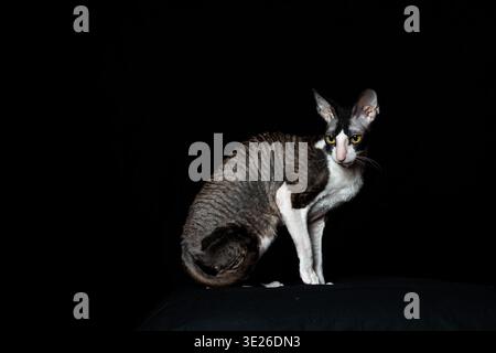 Beautiful purebred Black and White Cat breed Cornish Rex on a black background. Studio shot. Stock Photo