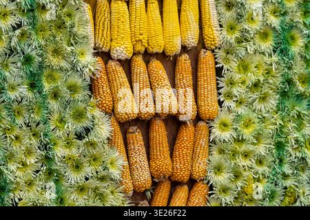 Festival De Flores - Antigua Guatemala - Close-up of dried corn cobs arranged on a rustic farm display flanked by green chrysanthemum blooms, evoking Stock Photo