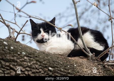 A black and white cat lying peacefully on a tree branch, fast asleep in a cozy spot outdoors. Stock Photo