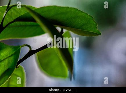 A close up view of the leaf on a houseplant Stock Photo