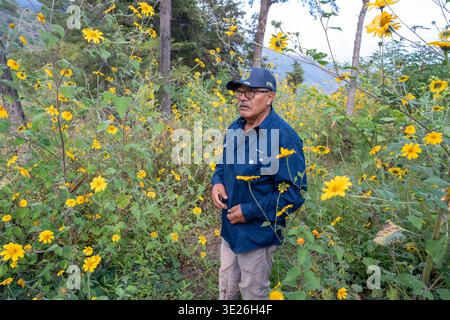 Aguacatan, Guatemala - Elderly man in a cap and glasses stands among tall yellow wildflowers in a peaceful mountainous rural landscape, conveying calm Stock Photo