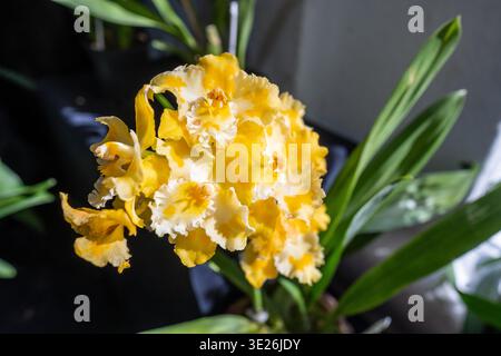 Coban, Guatemala - Bright yellow orchid flowers with ruffled white edges bloom in a potted plant photographed close-up indoors in a greenhouse setting Stock Photo