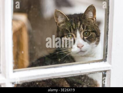 Tabby cat looking out through a window glass from inside a house Stock Photo