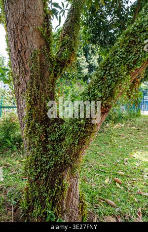 Green Leaves Growing on Tree Stock Photo