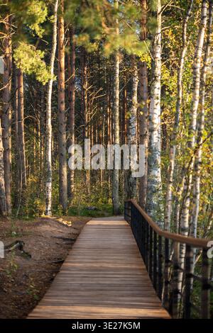 Wooden ecological trail pathway lies through pine forest in natural park at sunset. Stock Photo