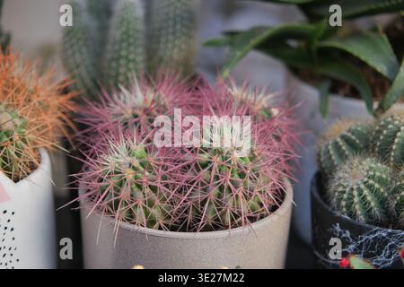 Cacti in a pot with bright spines on display in a shop Stock Photo