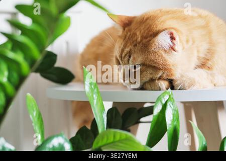 Ginger cat peacefully resting on white table surrounded by lush green house plants Stock Photo